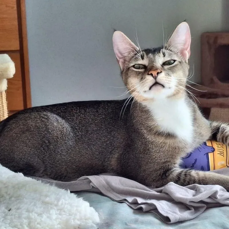 Ginger Spice thumbnail 2