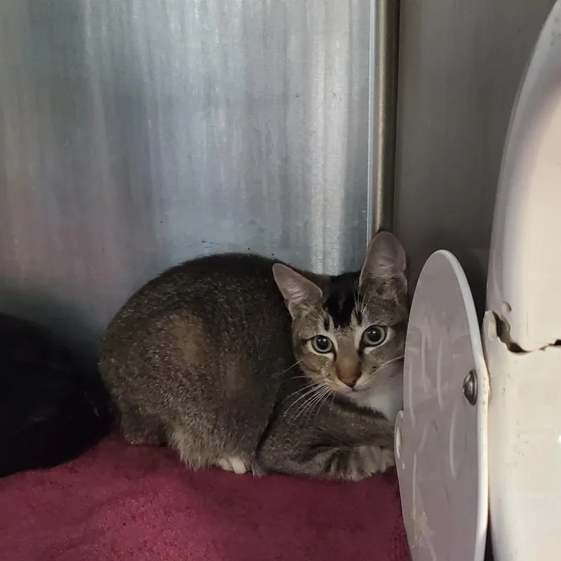 Ginger Spice thumbnail 3