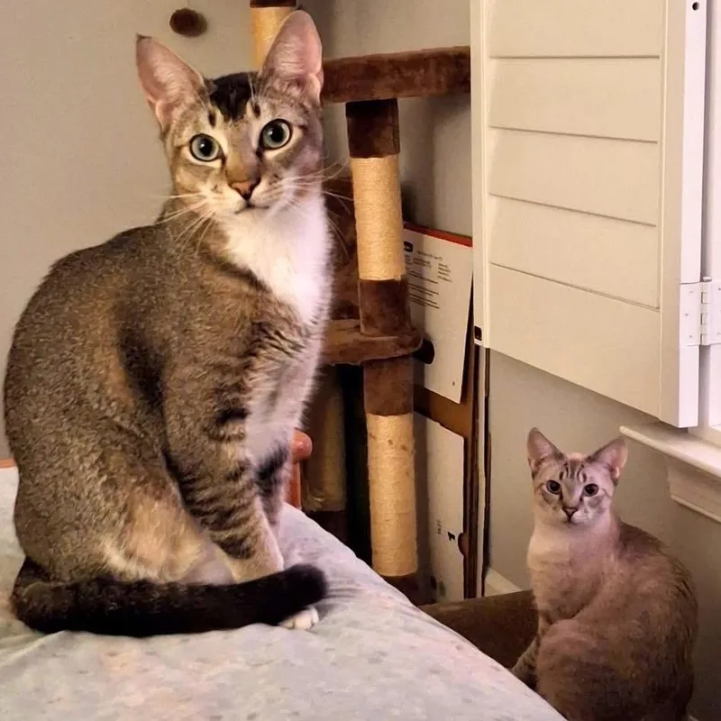 Ginger Spice thumbnail 4