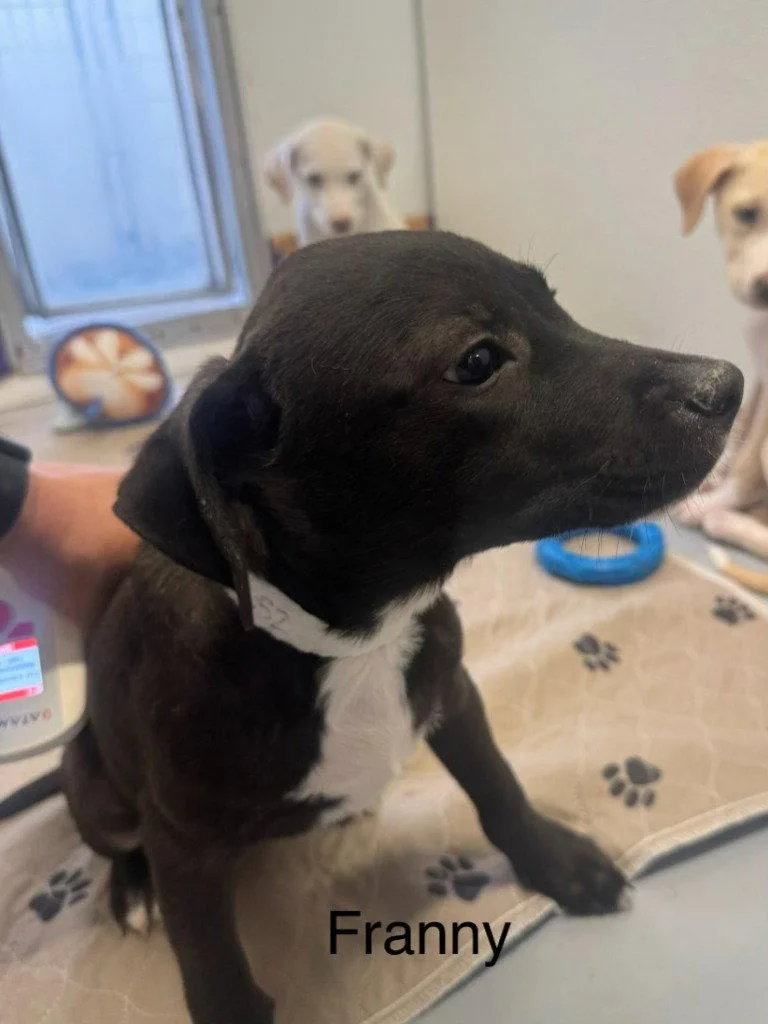 A baby medium-sized female Labrador Retriever dog named Franny for adoption in Saint George, UT