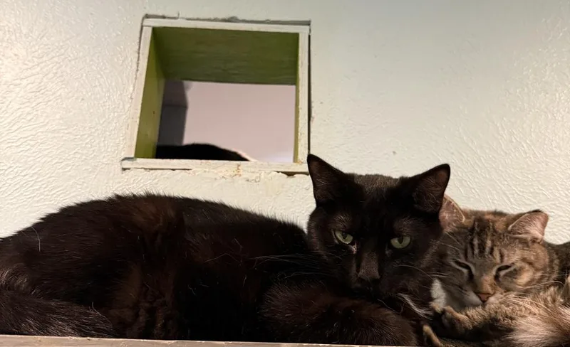 Trixie Tips thumbnail 2