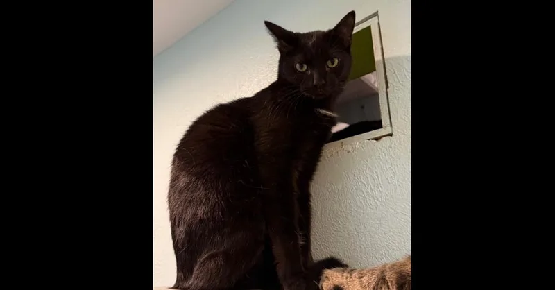 Trixie Tips thumbnail 3