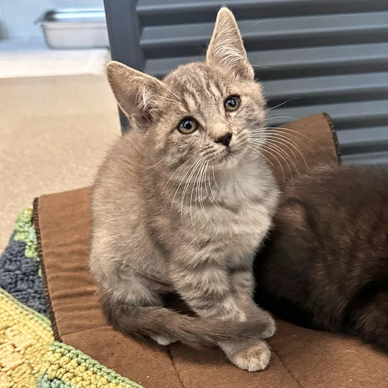 A baby small-sized female Gray / Blue / Silver Domestic Short Hair cat named Deanna for adoption in Hailey, ID