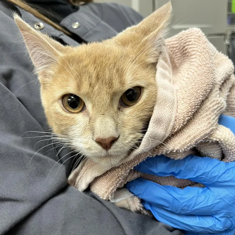 A young medium-sized male Orange / Red Domestic Short Hair cat named Garfield for adoption in Springfield, MA