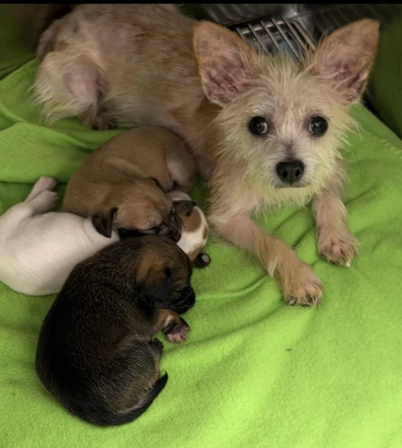 A young small-sized female Chihuahua dog named Daisy for adoption in Palm Coast, FL