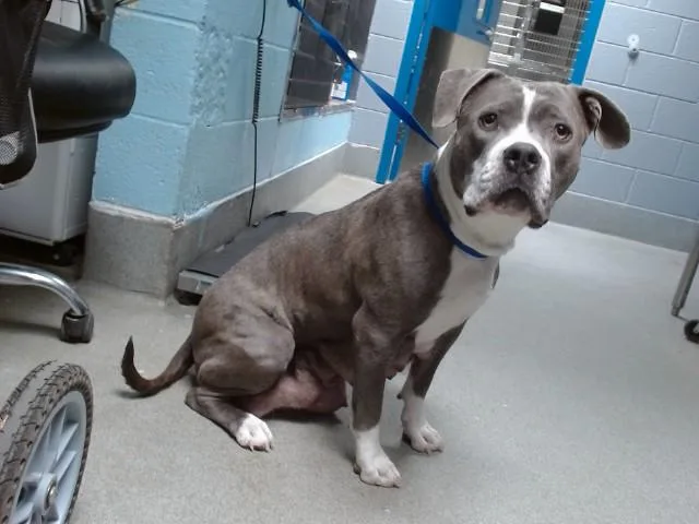 An adult medium-sized female Pit Bull Terrier dog named Millie for adoption in Albuquerque, NM