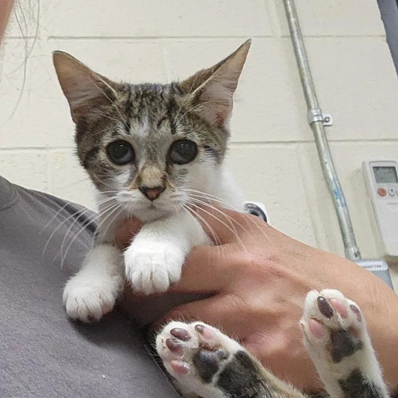 A baby small-sized female Brown / Chocolate Domestic Short Hair cat named Catrick for adoption in Grand Rapids, MI