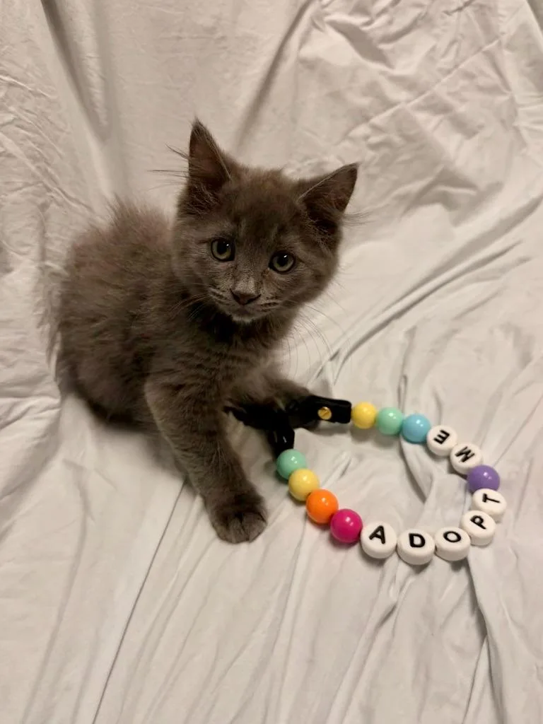 A baby small-sized female Domestic Short Hair cat named Sawgrass for adoption in New Braunfels, TX