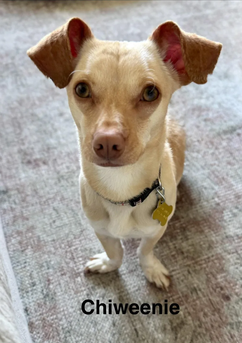 An adult small-sized male Chihuahua dog named Chiweenie for adoption in Salt Lake City, UT
