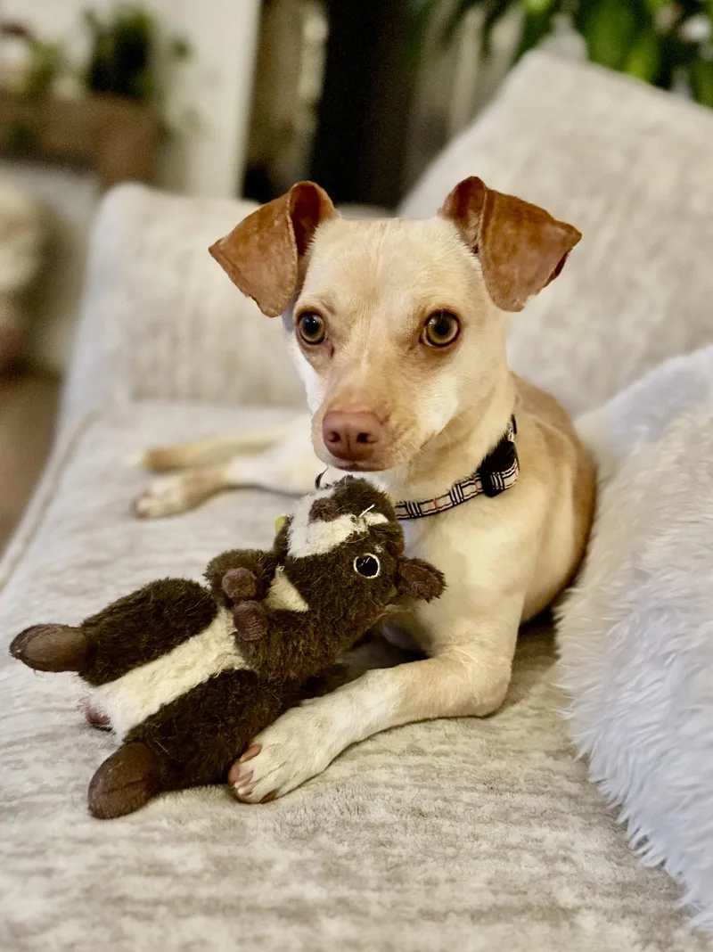 Chiweenie thumbnail 2