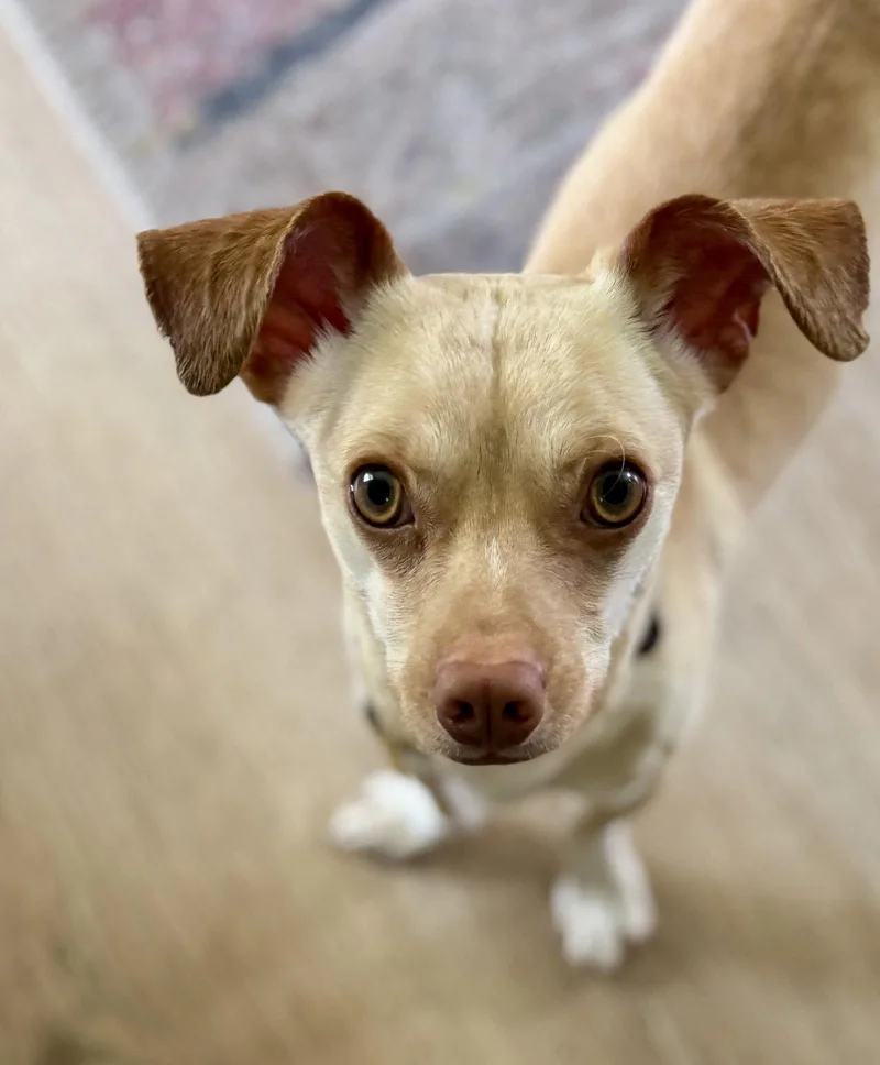 Chiweenie thumbnail 3