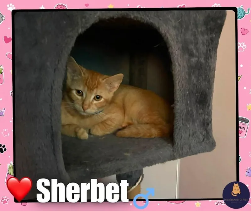 A baby small-sized female Domestic Short Hair cat named Sherbert for adoption in Enfield, CT