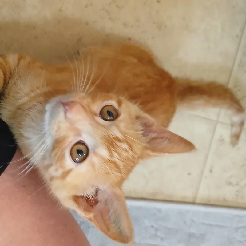 A baby medium-sized male Orange / Red Domestic Short Hair cat named Albert for adoption in Wellsville, NY