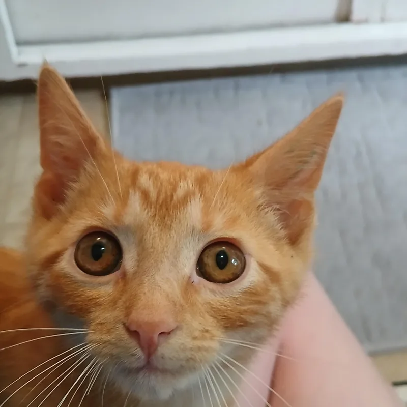 Albert thumbnail 3