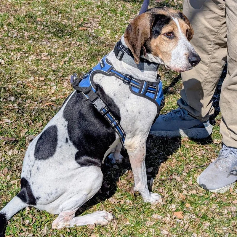 A senior medium-sized female Treeing Walker Coonhound dog named Bonnie for adoption in Georgetown, KY