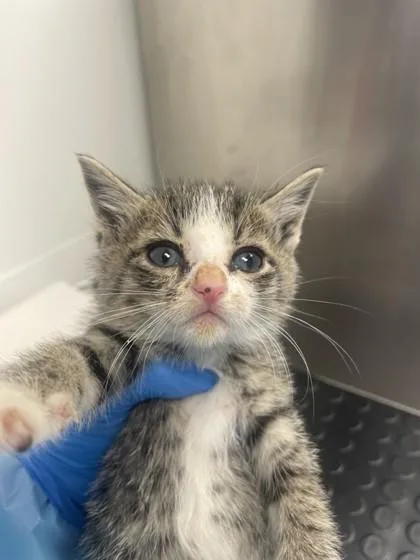 A baby small-sized male Domestic Short Hair cat named Tiramisu for adoption in Roseville, CA