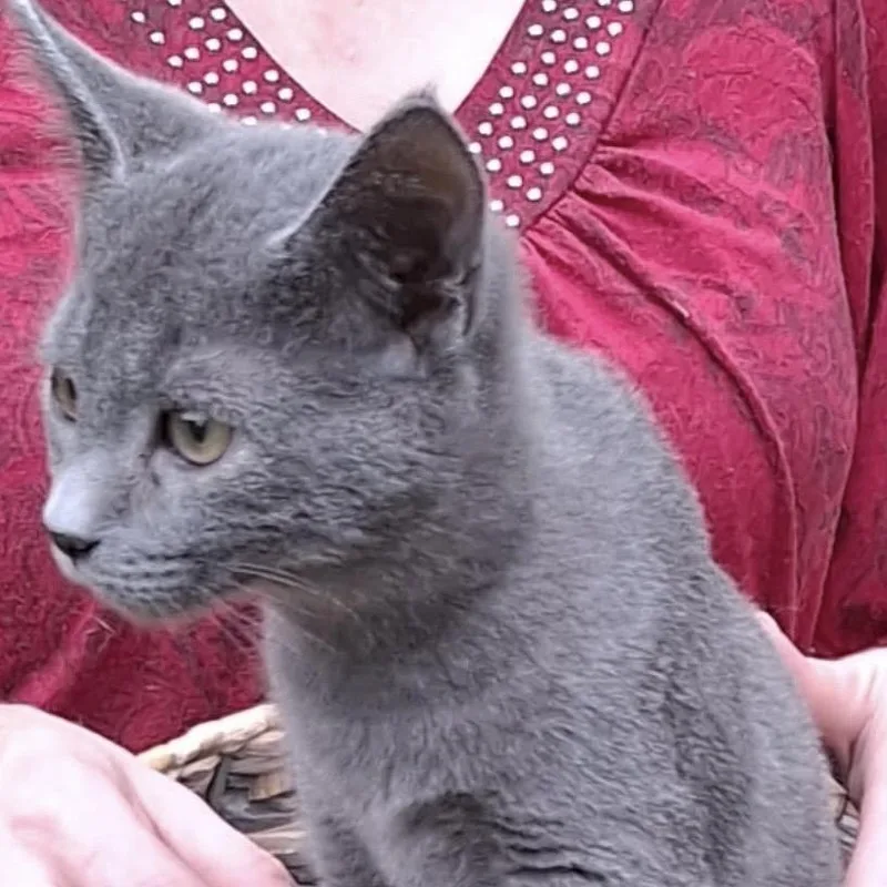 An adult small-sized male Gray / Blue / Silver Domestic Short Hair cat named Courtesy Listing  Rascal for adoption in Tuscaloosa, AL