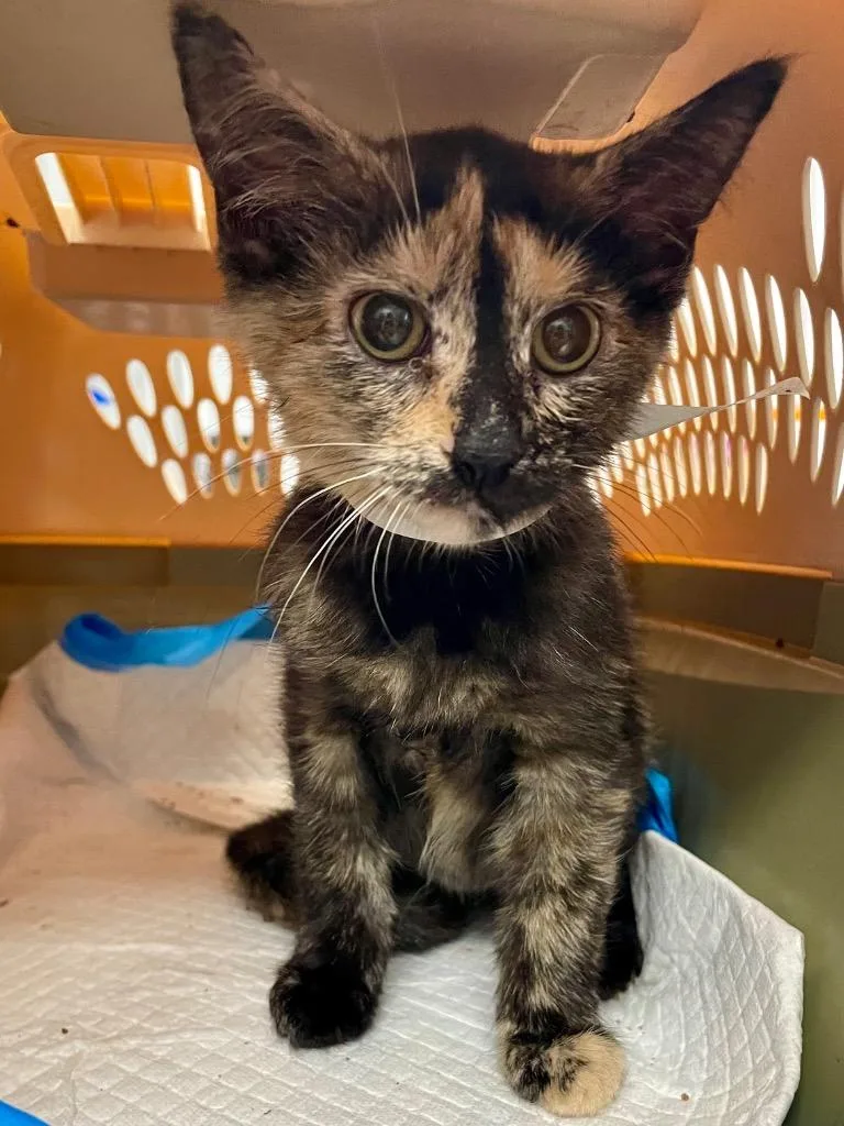 Fancy thumbnail 3