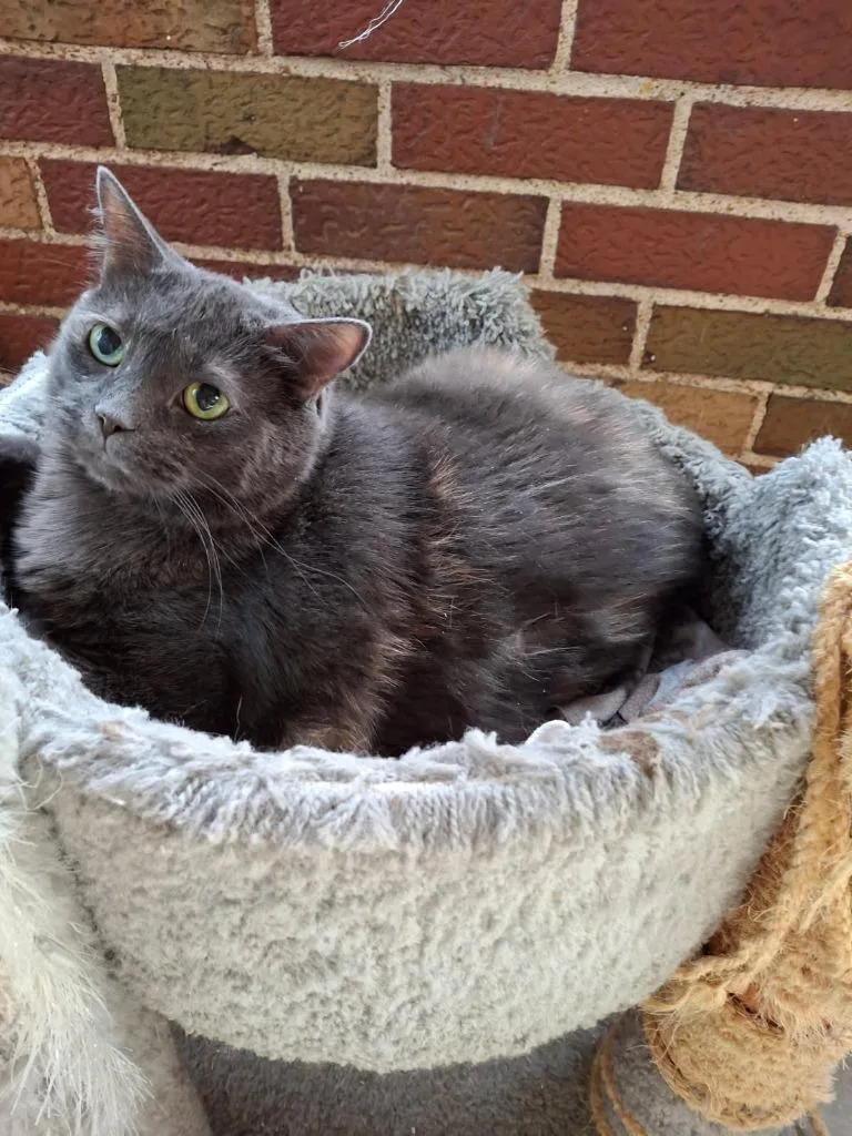A senior small-sized female Domestic Short Hair cat named Sabra for adoption in Ballwin, MO