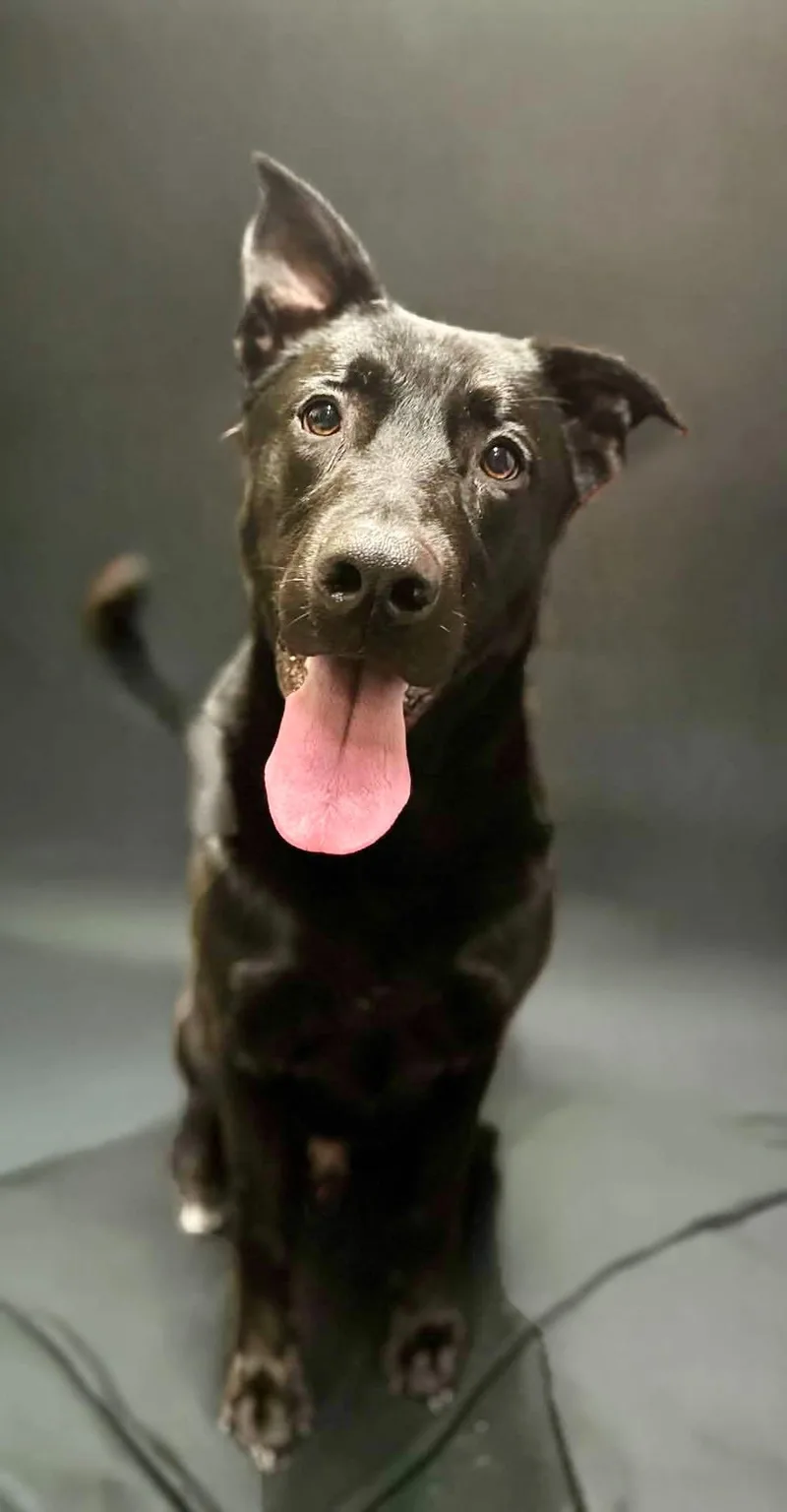 An adult large-sized male Labrador Retriever dog named Pez for adoption in Granite City, IL