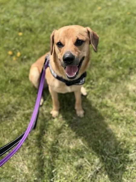 A young medium-sized male Dachshund dog named Sweet Pea for adoption in Elgin, IL