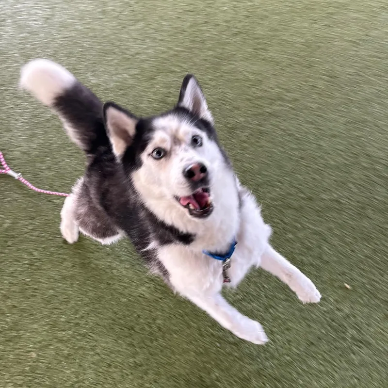 Skye