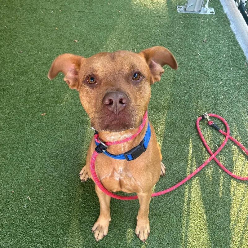 An adult medium-sized male Brown / Chocolate Mixed Breed dog named Axolotl for adoption in Greensboro, NC
