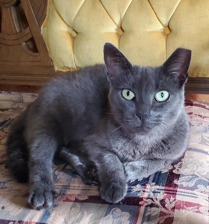An adult medium-sized female Domestic Short Hair cat named Opal Bonded with for adoption in Camden, TN