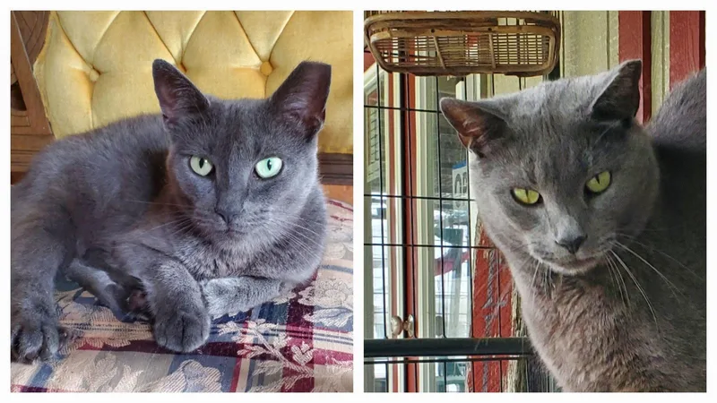 Opal  Bonded with thumbnail 3