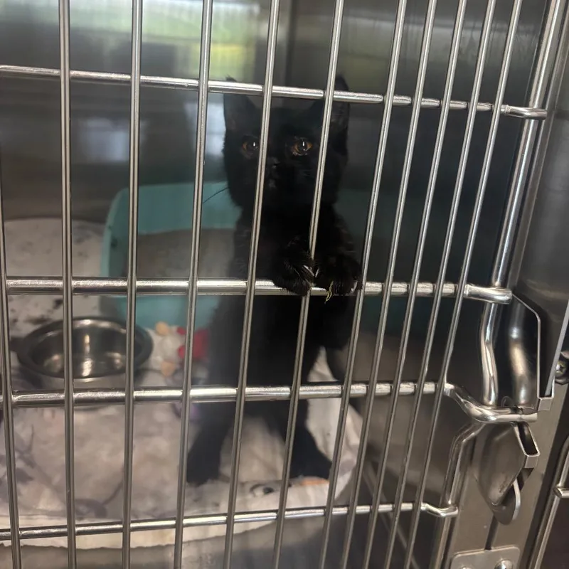 A baby small-sized female Black Domestic Short Hair cat named Karma for adoption in Brookfield, MO
