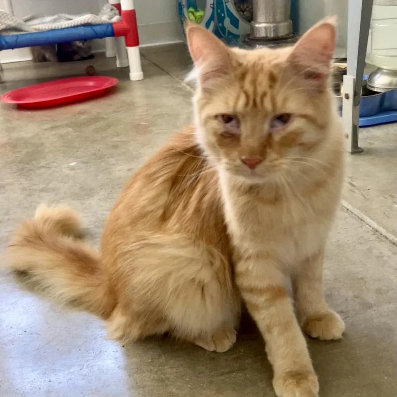 A young small-sized male Orange / Red Domestic Long Hair cat named Stan for adoption in Rock Falls, IL