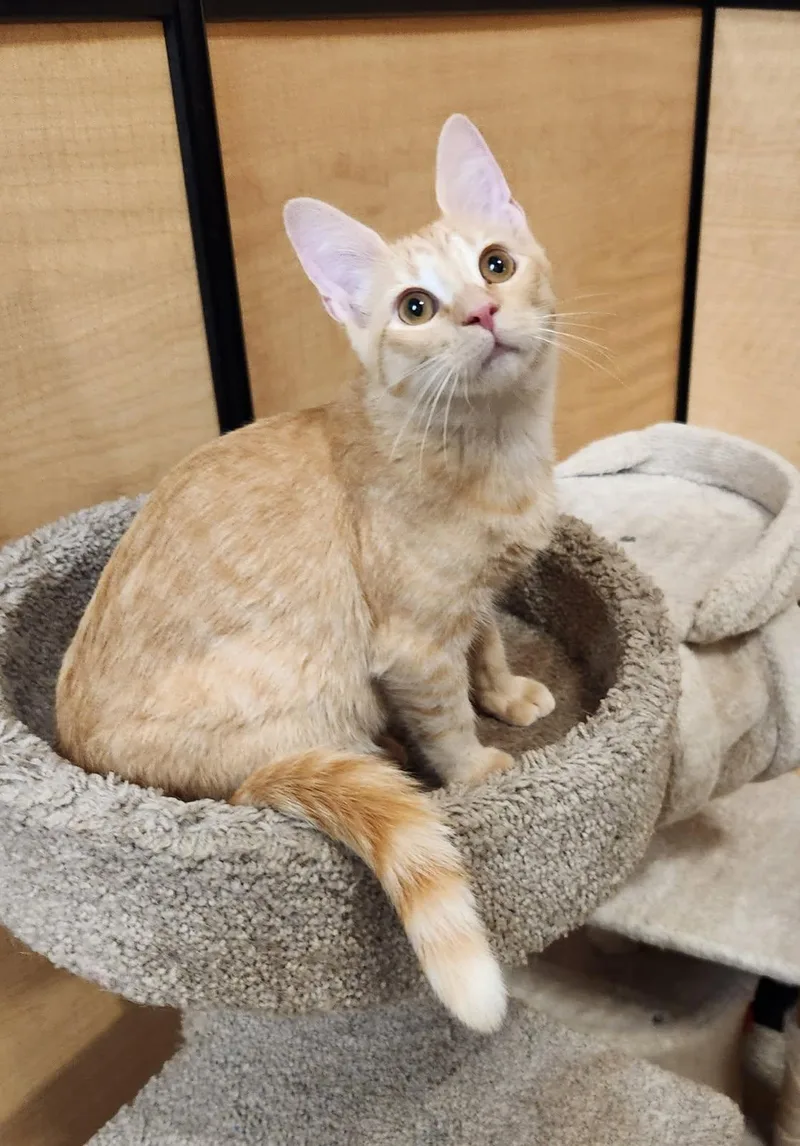 A baby medium-sized male Tabby (Leopard / Spotted) Domestic Short Hair cat named Wally for adoption in Barrington Hills, IL
