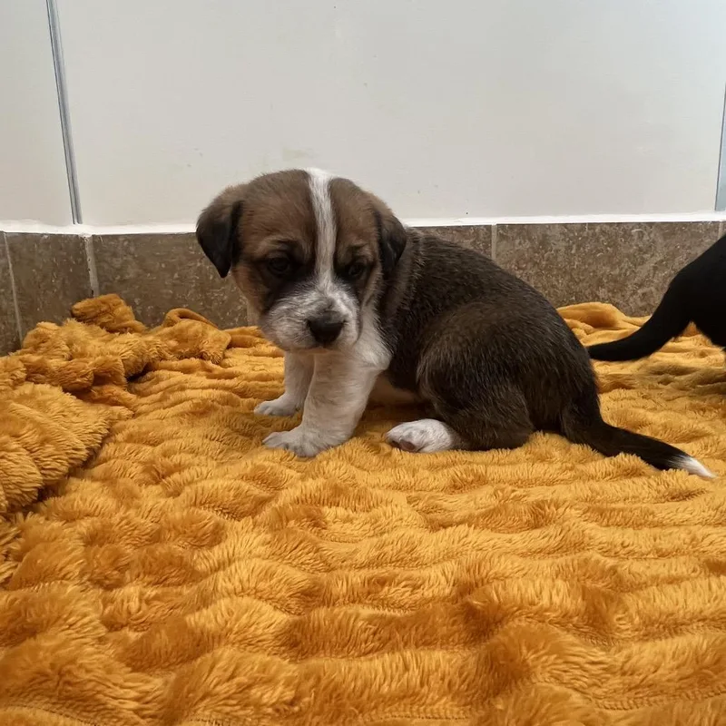 A baby medium-sized male Brown / Chocolate Cattle Dog dog named Lomond for adoption in Kanab, UT