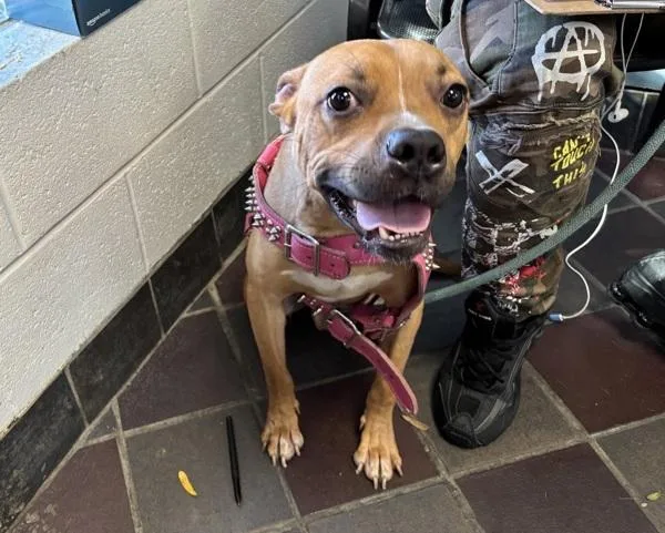 A young medium-sized male Mixed Breed dog named Jeremiah Thee Bullfrog for adoption in New York, NY