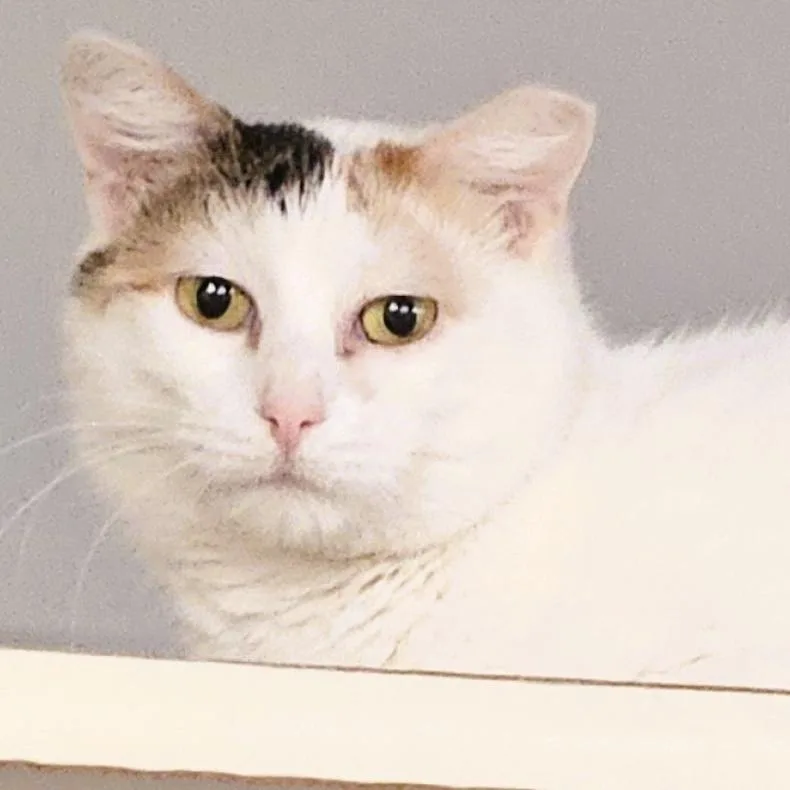 An adult small-sized female Domestic Short Hair cat named Kimberlee for adoption in Shawnee, KS