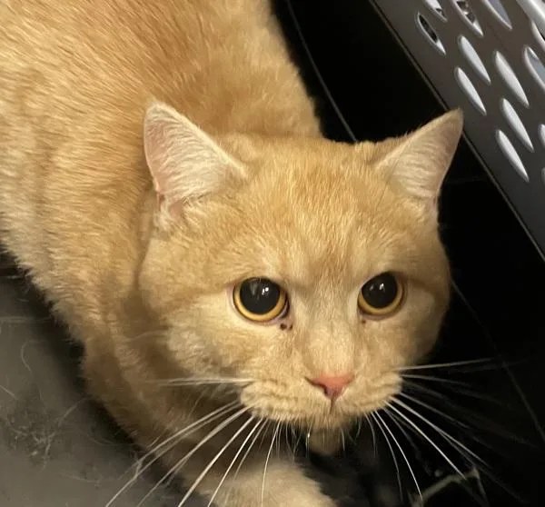 A young small-sized male British Shorthair cat named Gregory for adoption in El Cajon, CA