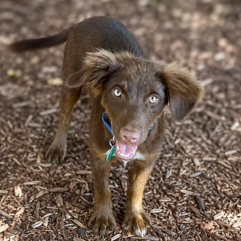 A baby small-sized male Brown / Chocolate Spaniel dog named Tucker for adoption in Boerne, TX