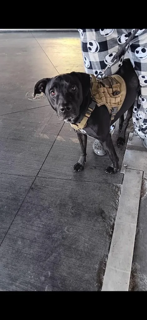 An adult large-sized male Labrador Retriever dog named Chop for adoption in Los Angeles, CA