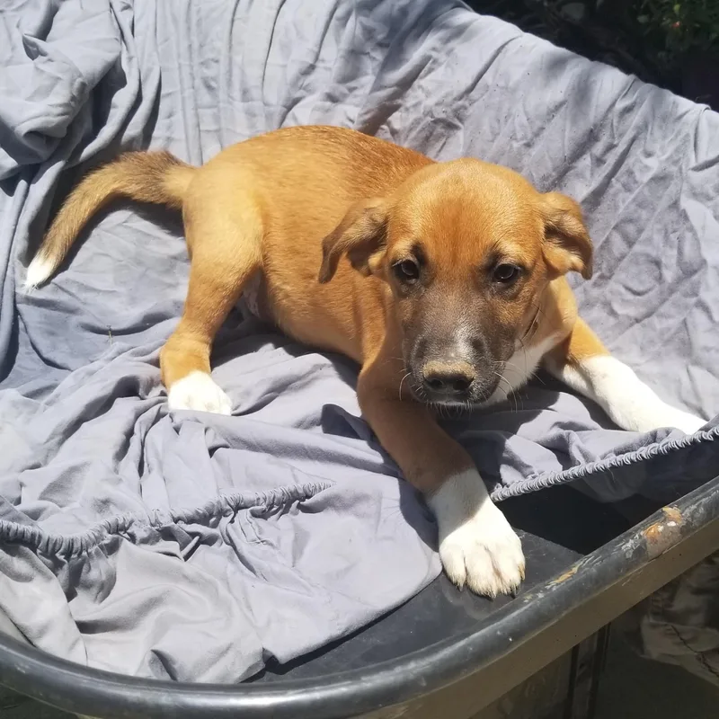 A baby medium-sized male Apricot / Beige Dachshund dog named Chip for adoption in Albany, NY