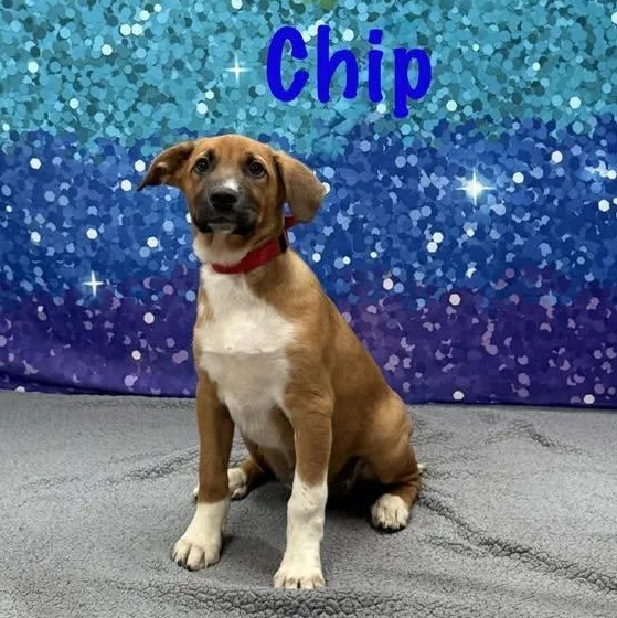 Chip thumbnail 3