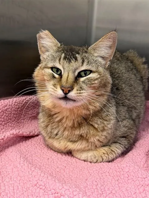 An adult medium-sized female Domestic Medium Hair cat named Matilda for adoption in San Luis Obispo, CA