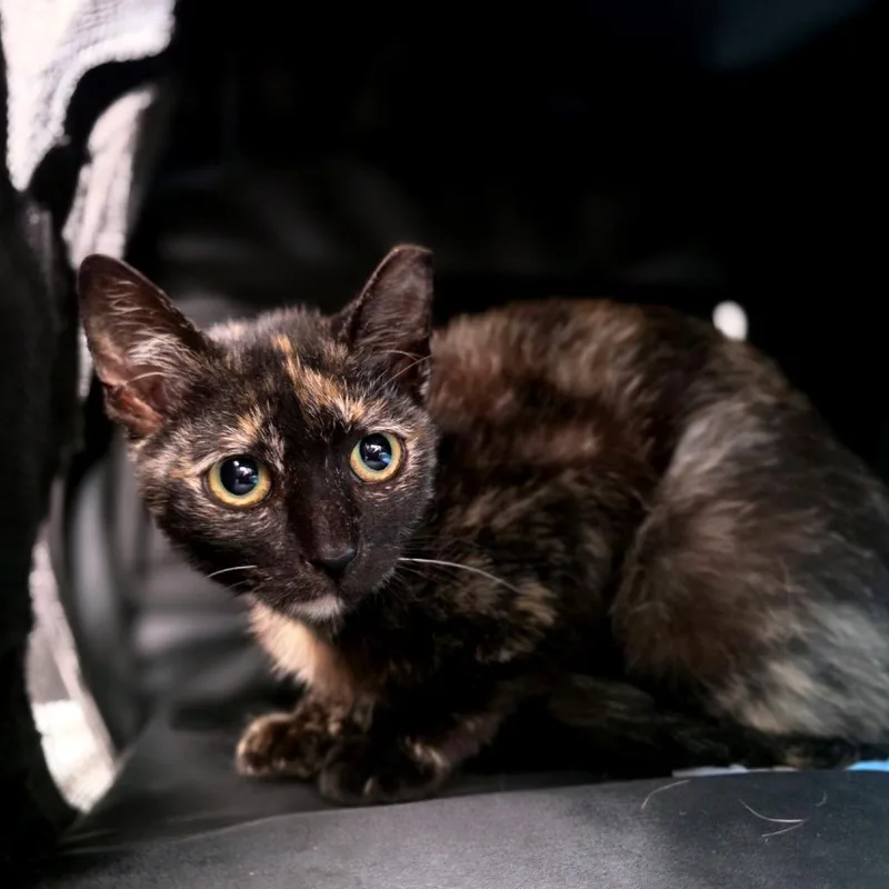 A young small-sized female Tortoiseshell Domestic Short Hair cat named Mimosa for adoption in Sarasota, FL