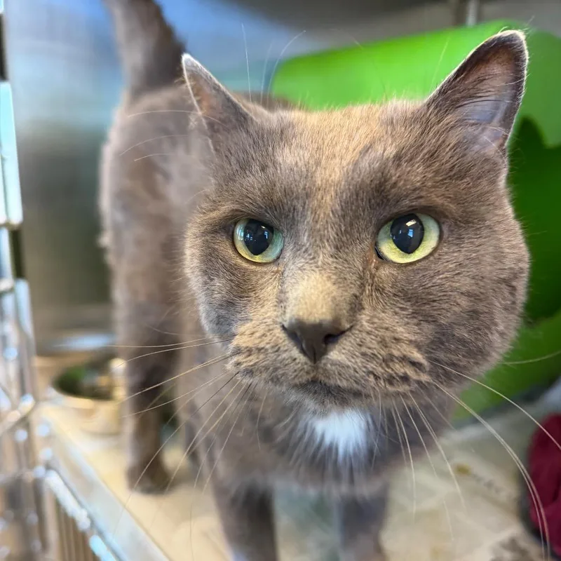 An adult medium-sized male Gray / Blue / Silver Domestic Short Hair cat named Clyde for adoption in Waukesha, WI