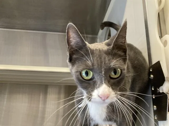 An adult small-sized female Domestic Short Hair cat named Mayleen for adoption in Tustin, CA