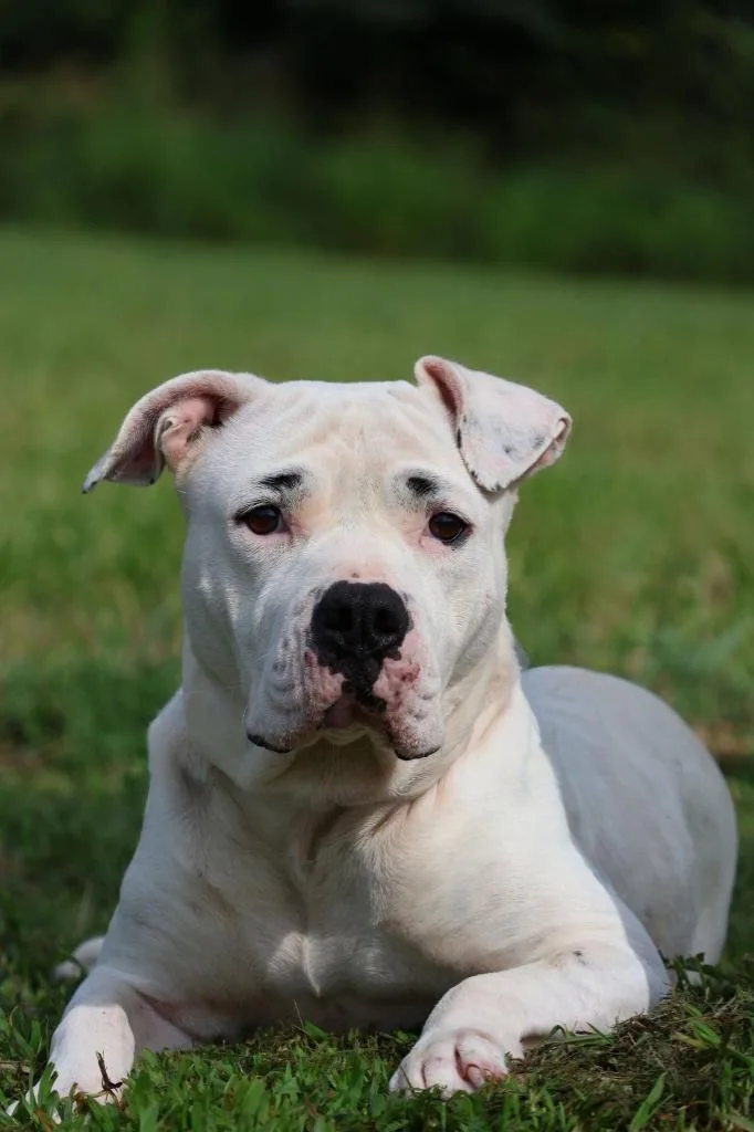 An adult large-sized female Mixed Breed dog named Precious for adoption in Columbia, TN