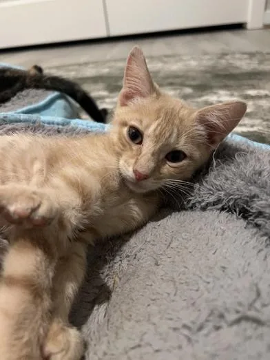 A baby small-sized male Orange & White Domestic Short Hair cat named Butterscotch for adoption in Liverpool, TX