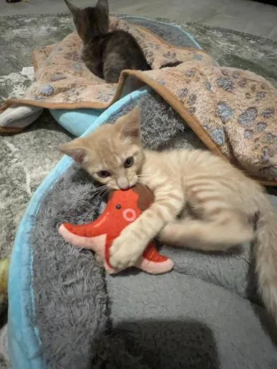 Butterscotch thumbnail 2