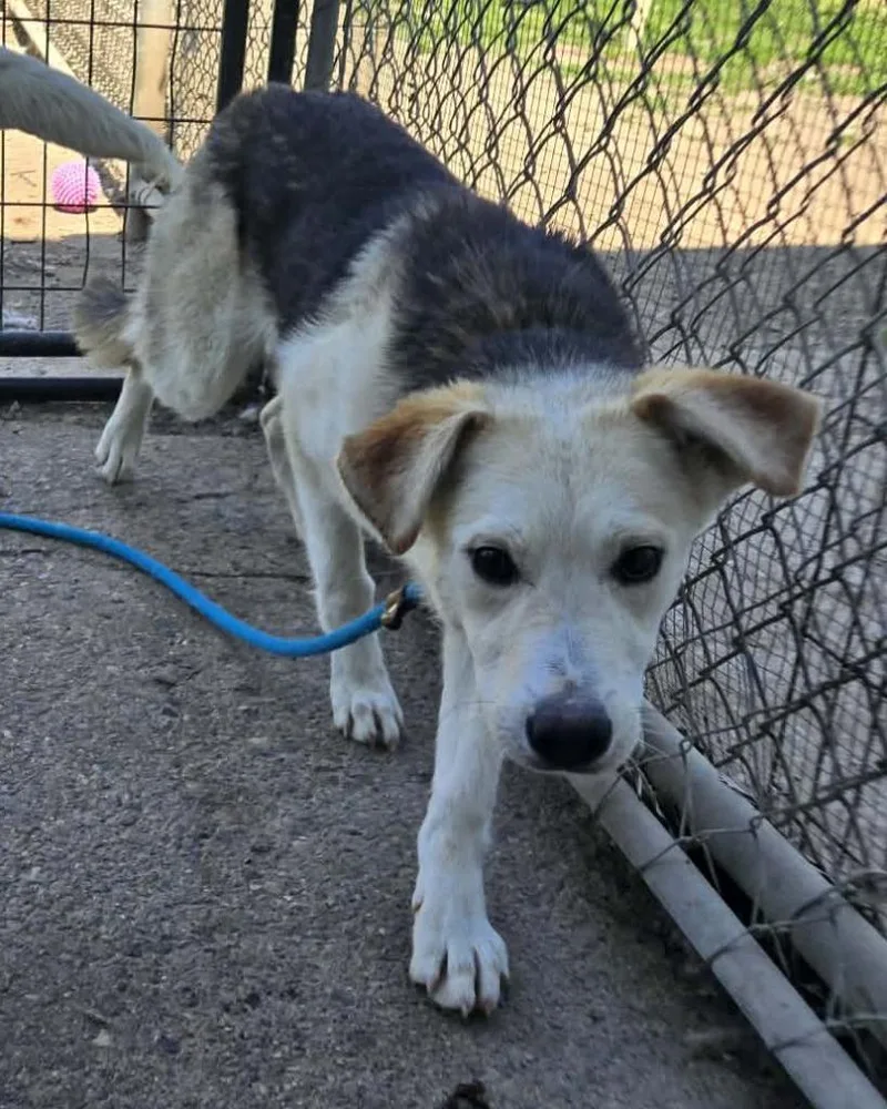 A young large-sized female German Shepherd Dog dog named Arwen for adoption in Warren, MI