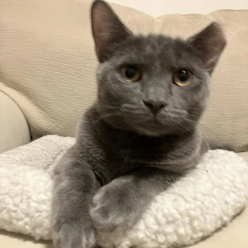 A young small-sized female Gray / Blue / Silver Domestic Short Hair cat named Sunset for adoption in Oak Park, IL