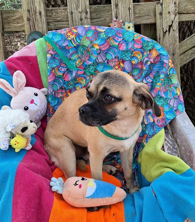 Valente Wvt thumbnail 2